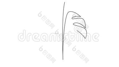 魔芋植物的叶子。 自画简单动画的单连线绘制.. 手工绘图，黑线